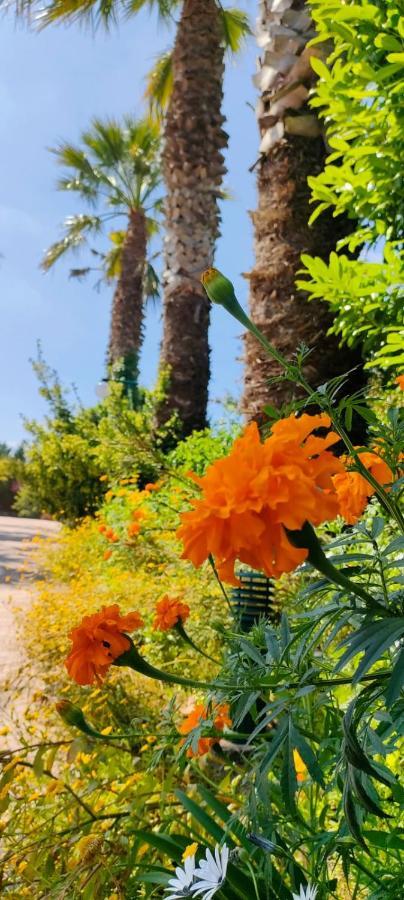 فيلا ليريافي Quinta Do Bamby المظهر الخارجي الصورة